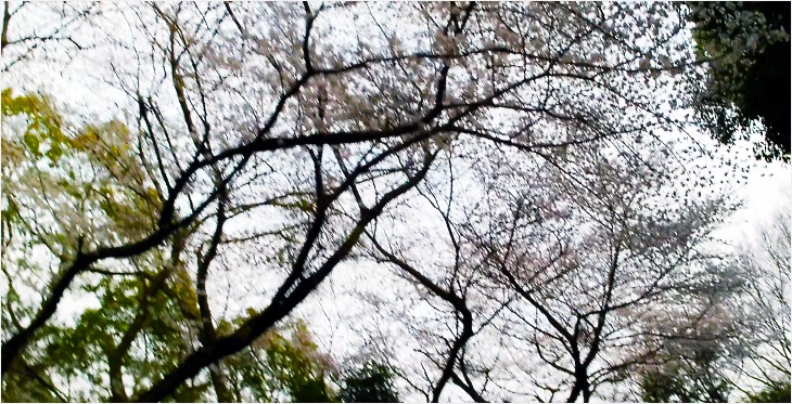 6分咲きの桜